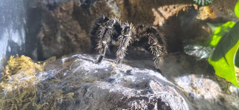 Adult female Lasiodora parahybana