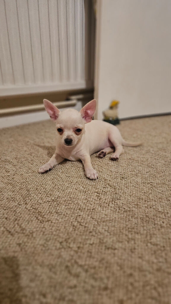 Chihuahua for sale! READY NOW! WHITE GIRL!