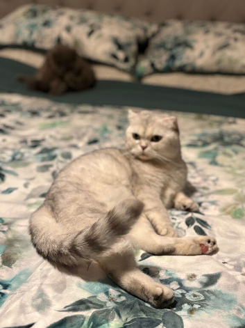 Scottish Fold Kittens