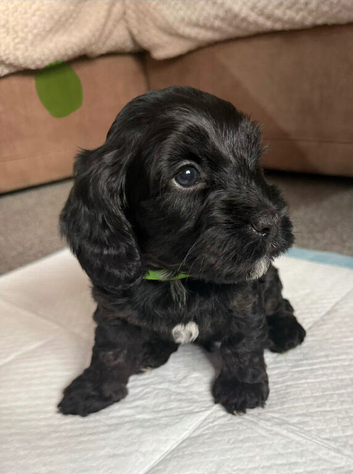 Cockapoo x Shih Tzu puppies
