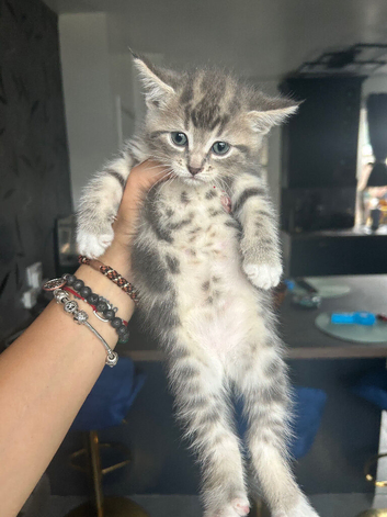 Ragdoll Cross