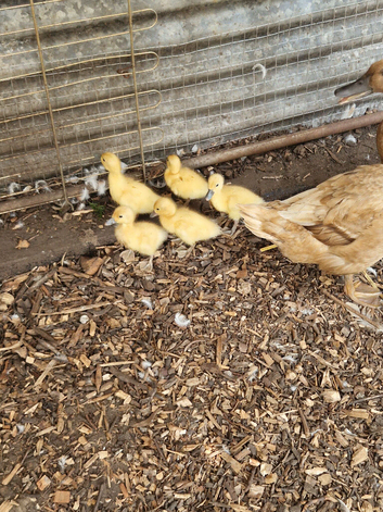 Week old Welsh Harlequin x Khaki campbell ducklings