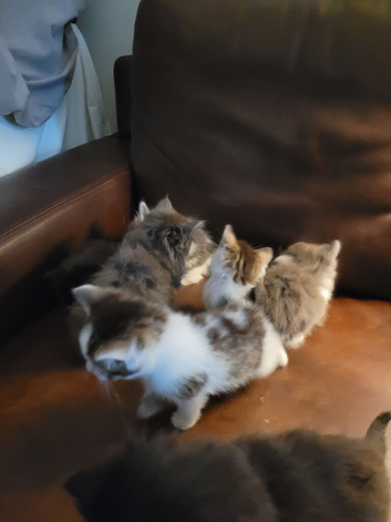 Ragdoll maine-coon x Blue Russian kittens ready for forever homes