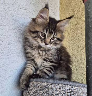 Maine coon kitten
