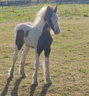 Beautiful cob filly foal