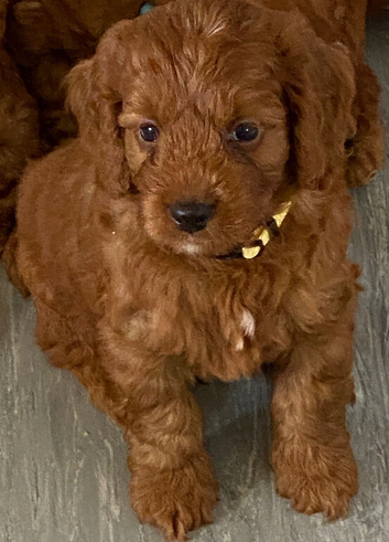 Hereditary Clear Red Cockapoo&rsquo;s