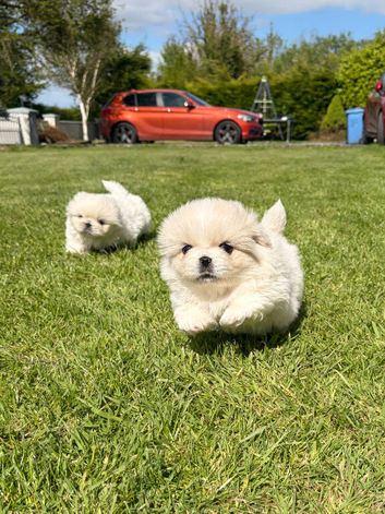 Pekingese pups