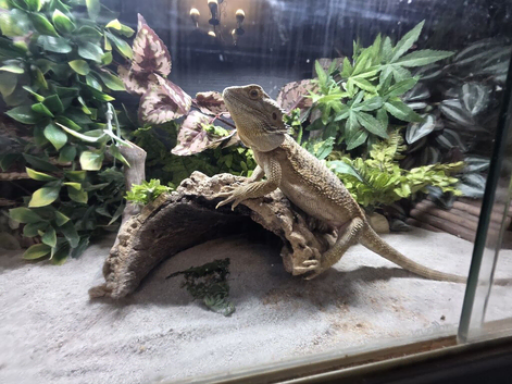 Female bearded dragon