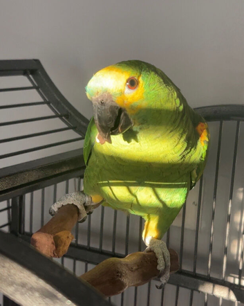 semi-tame blue fronted amazon