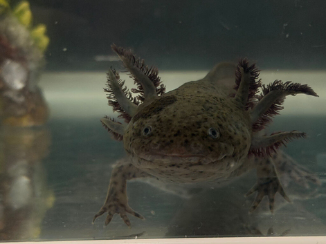 Female Axolotl