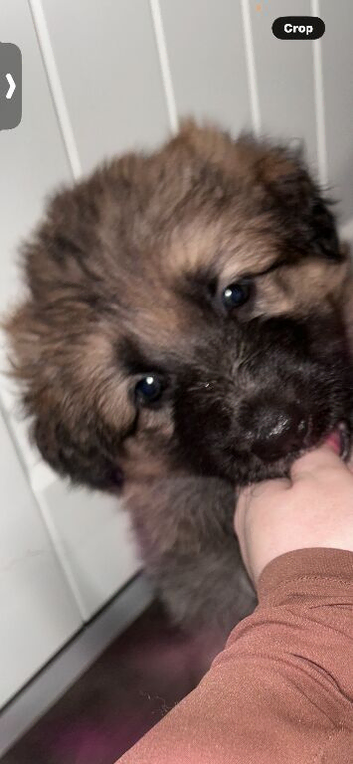 German shepherd puppy's for sale