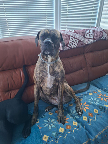 Bullmastiff