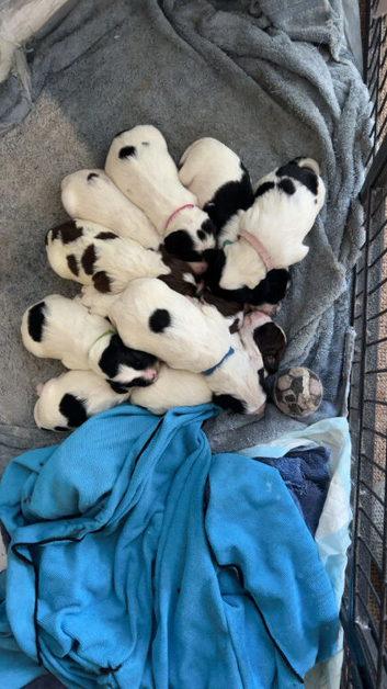 Lovely kc reg springer pups