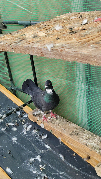 pigeons for sale &pound;10 each