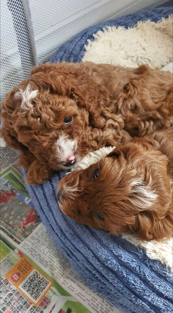 Toy f1b cavapoo puppies