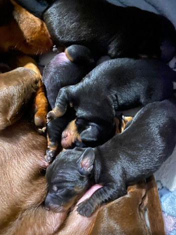 Miniature dachshund