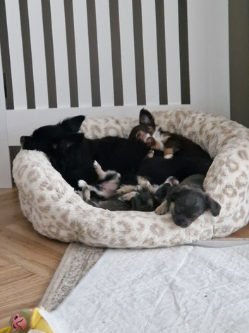 2 long haired male chihuahua puppies