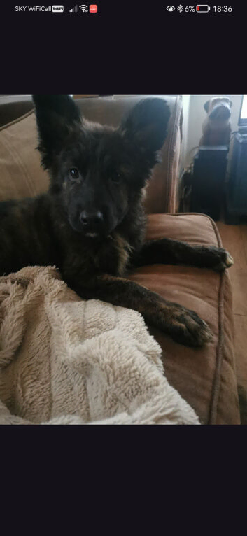 Beautiful German sheppard pups