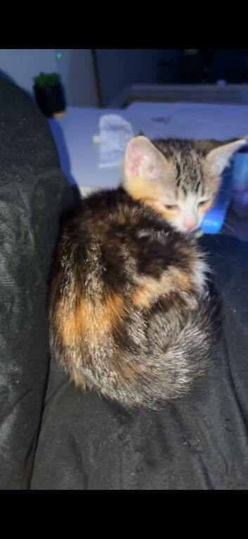 Kitten (price can be negotiated)