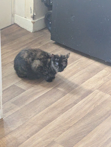 Two cats need rehoming