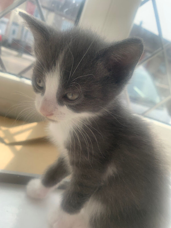 Gorgeous kittens for sale READY NOW