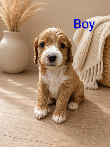️ Stunning F1b Toy Cockapoo&rsquo;s ️