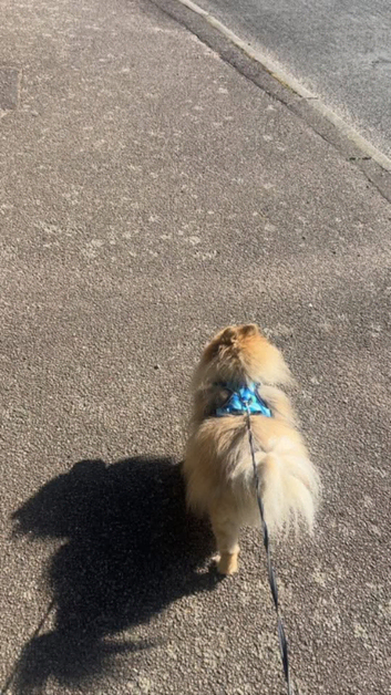 Dog walking & Sitting