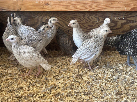 Snowflake bobwhite quail