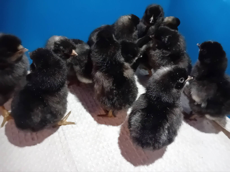Blue & Green Egg Genetics Chicks, Hand-Reared with Love