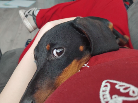 Beautiful male sausage dog puppy