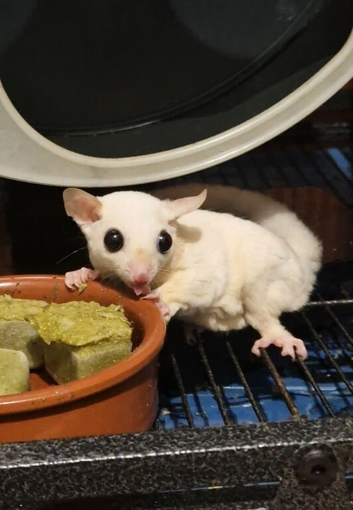 Leucistic TAMED Sugar Glider Baby / Joey