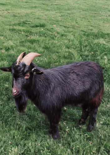 Urgently looking for a temporary location for a small pygmy billy