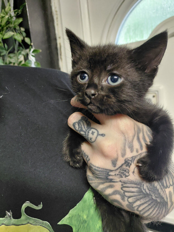 1 male black kitten ready now