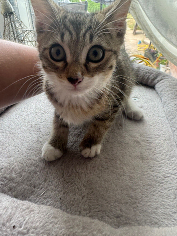Beautiful tabby kitten for sale