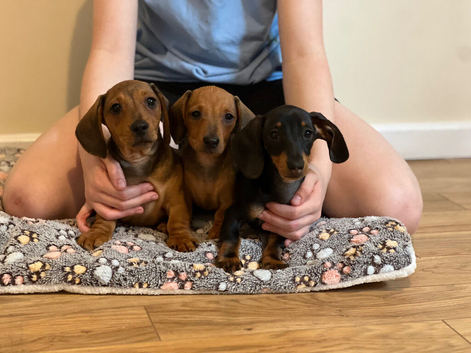 Minature dachshund  12 weeks old