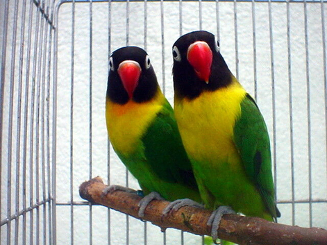 Yellow-collared lovebird with starter food for sale