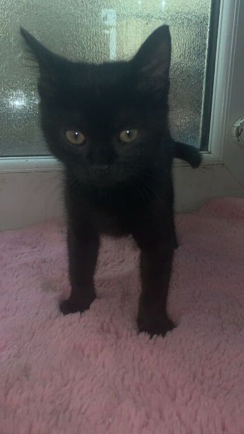 Kitten for sale