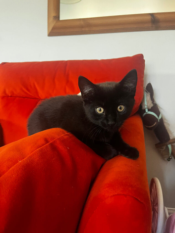 Black female kitten