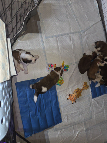 St Bernard puppies for sale