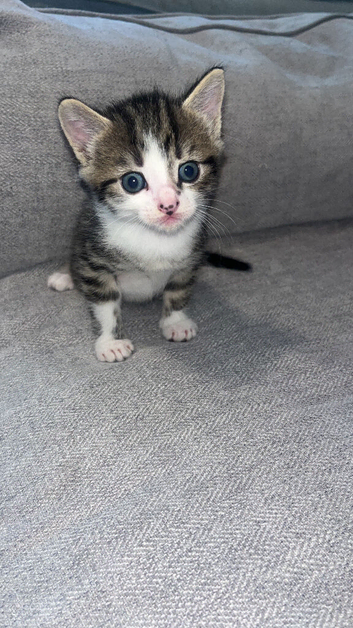 Male tabby/grey kitten