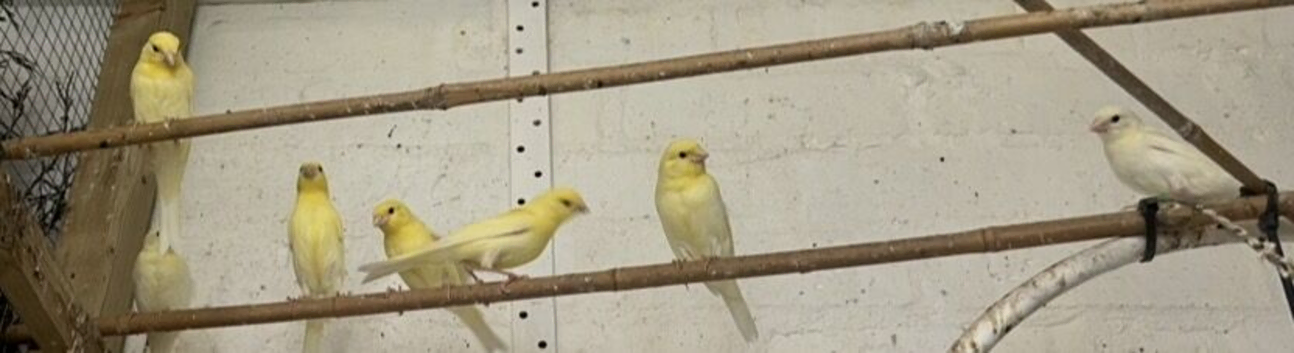 Yellow Mosaic Canaries X 2