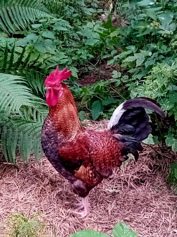 Cockerel Luke Combs