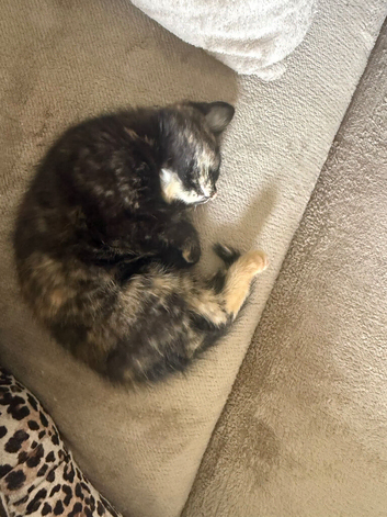 Kitten for sale