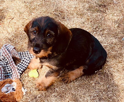 Gorgeous Std. Wire Haired Dachshund/Teckel Puppies for Sale