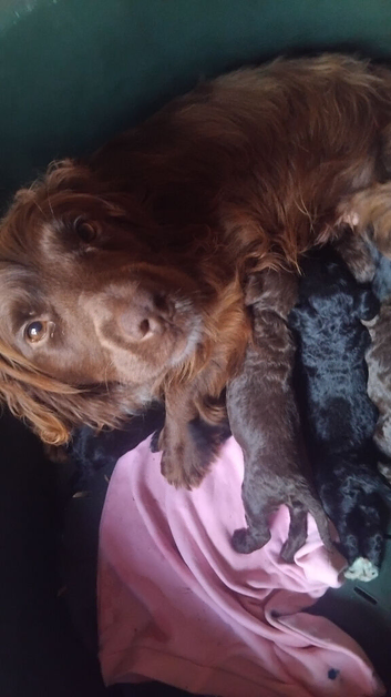 Cockapoo puppies