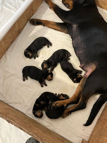Rottie pups for sale