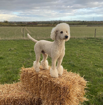 Standard poodle stud dog