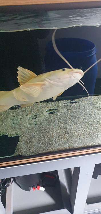 Platinum red tail catfish