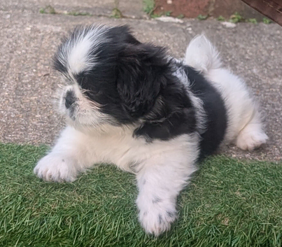 Gorgeous shih Tzu puppy