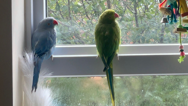 BEAUTIFUL RINGNECK PARROT PAIR